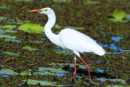 Medium Egret