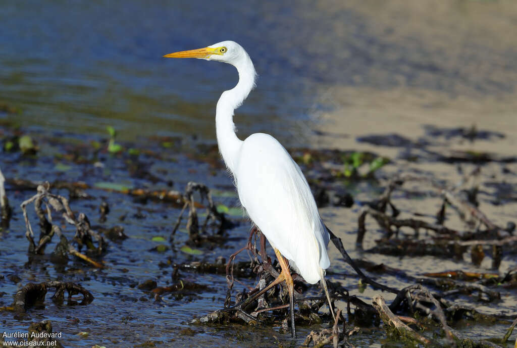 Plumed Egretadult, identification