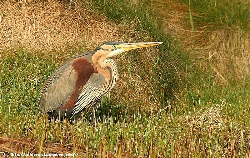 Purple Heron