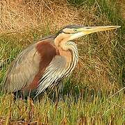 Purple Heron