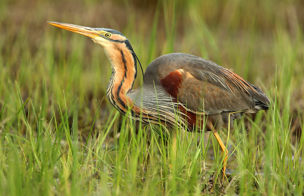 Purple Heron