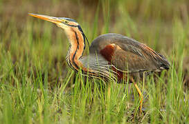 Purple Heron