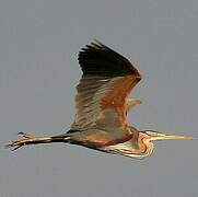 Purple Heron