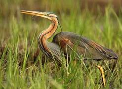 Purple Heron