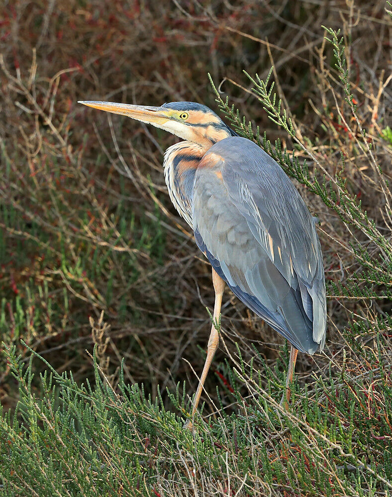 Purple Heronadult breeding, identification