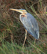 Purple Heron