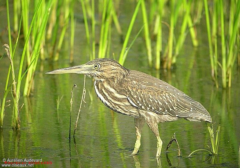 Striated Heronjuvenile