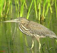 Striated Heron