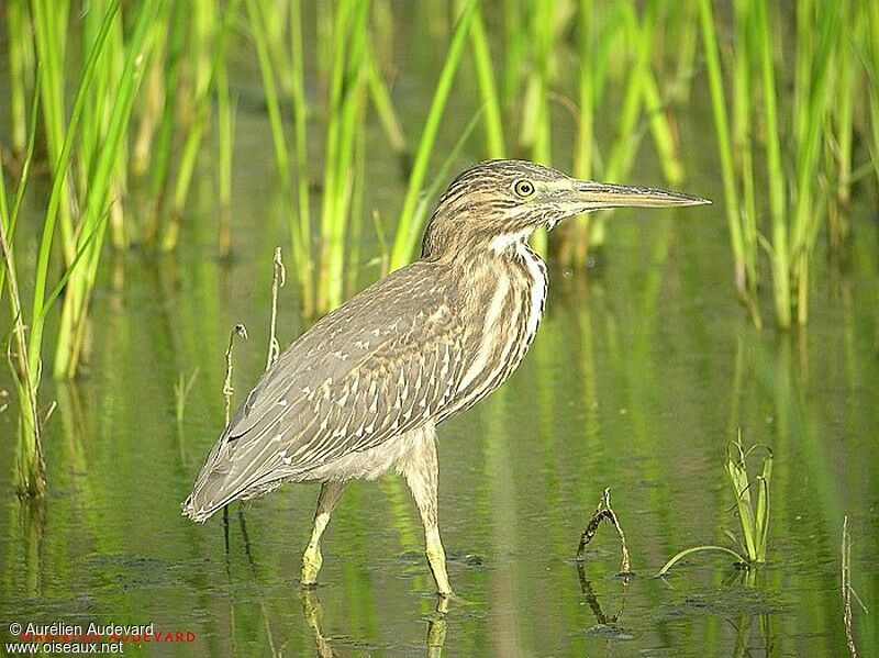 Striated Heron