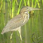 Striated Heron