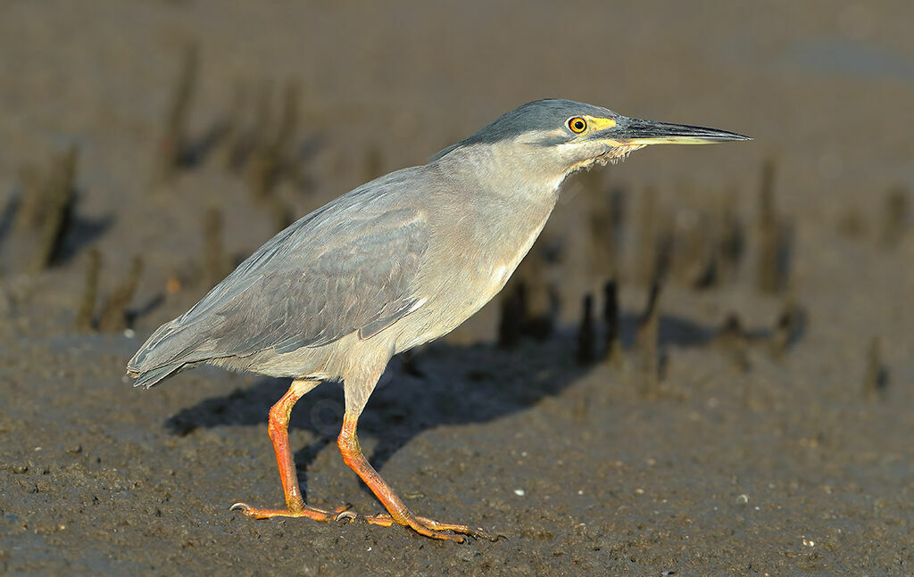 Striated Heron, identification