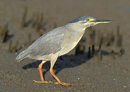 Striated Heron