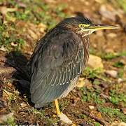 Green Heron