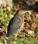 Green Heron