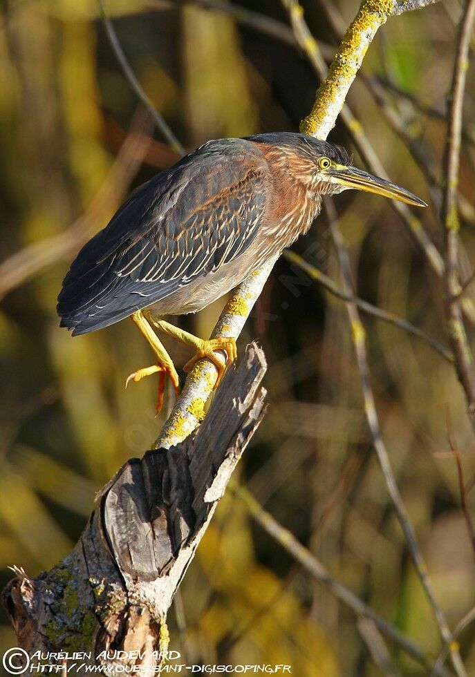 Green Heron