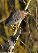 Green Heron