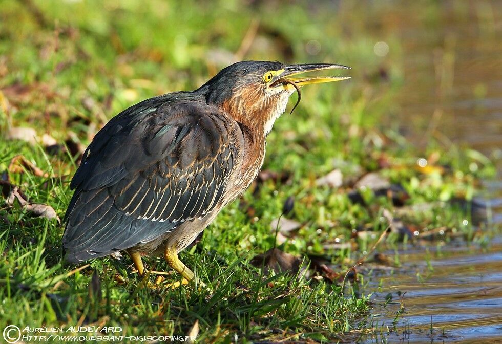 Green Heron