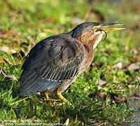 Green Heron