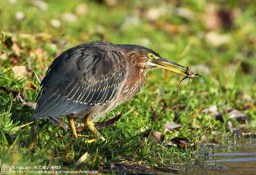 Green Heron