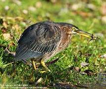 Green Heron