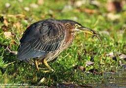 Green Heron