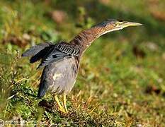 Green Heron