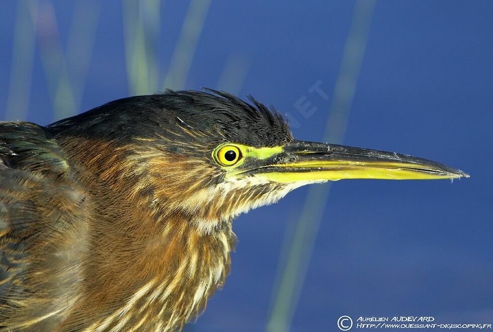 Green Heron