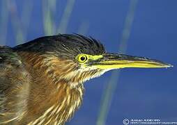 Green Heron