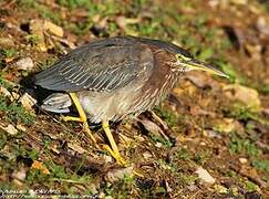 Green Heron