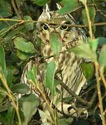 Short-eared Owl