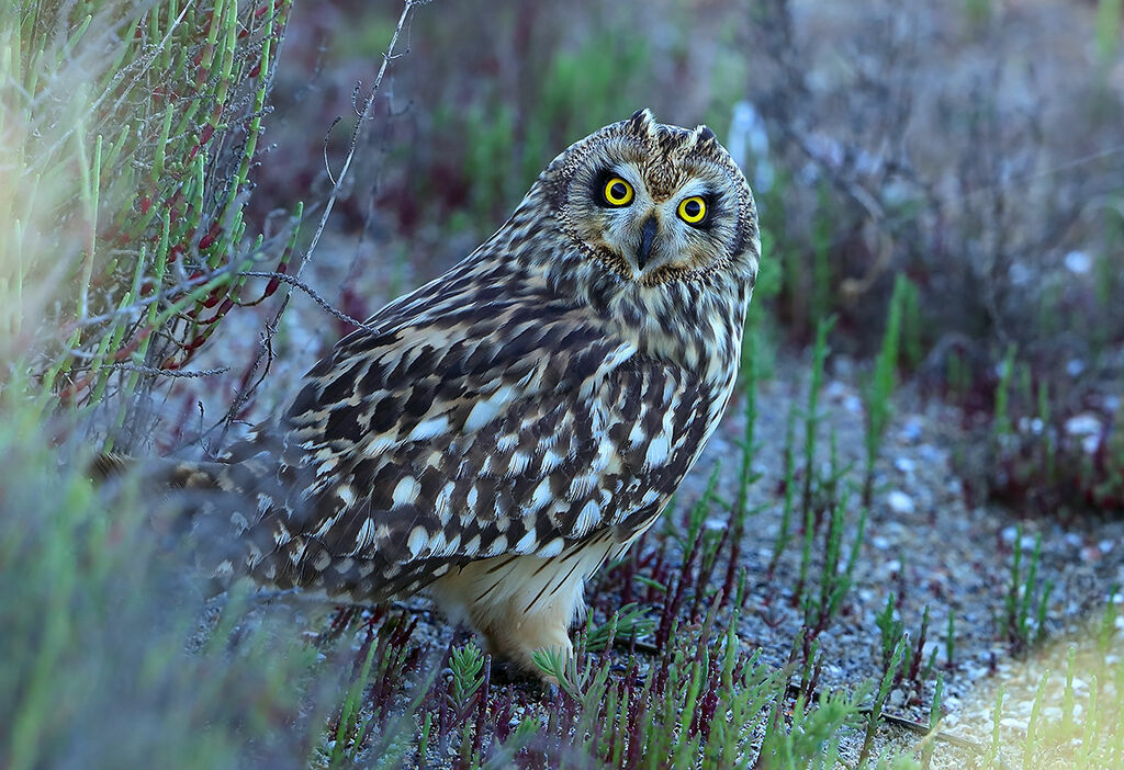 Hibou des marais