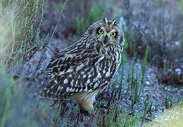 Hibou des marais