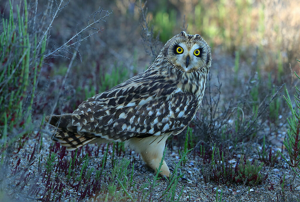 Hibou des maraisadulte, identification