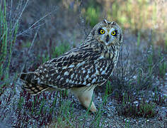 Hibou des marais