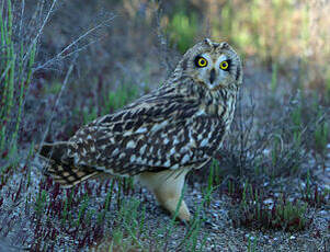 Hibou des marais