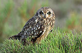 Hibou des marais