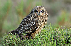 Hibou des marais