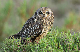 Short-eared Owl