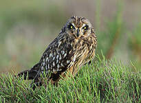 Hibou des marais