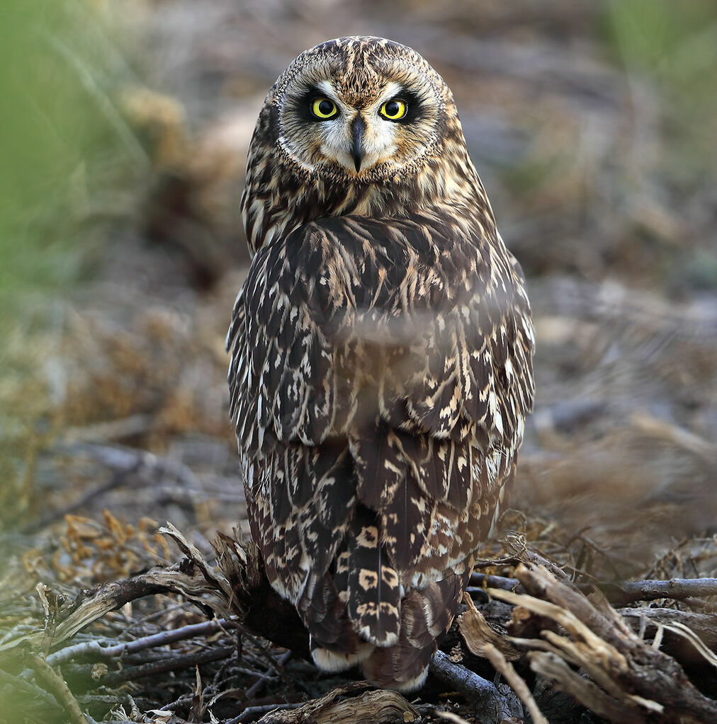 Short-eared Owladult breeding, identification