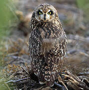 Short-eared Owl