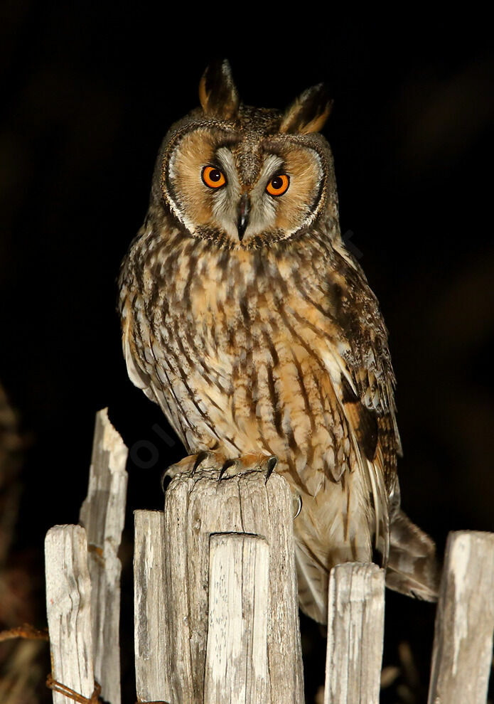 Long-eared Owladult post breeding