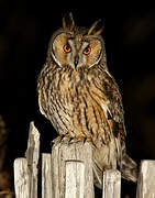 Long-eared Owl