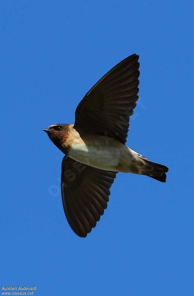 Hirondelle à front blancadulte, Vol