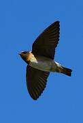 American Cliff Swallow