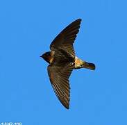 American Cliff Swallow