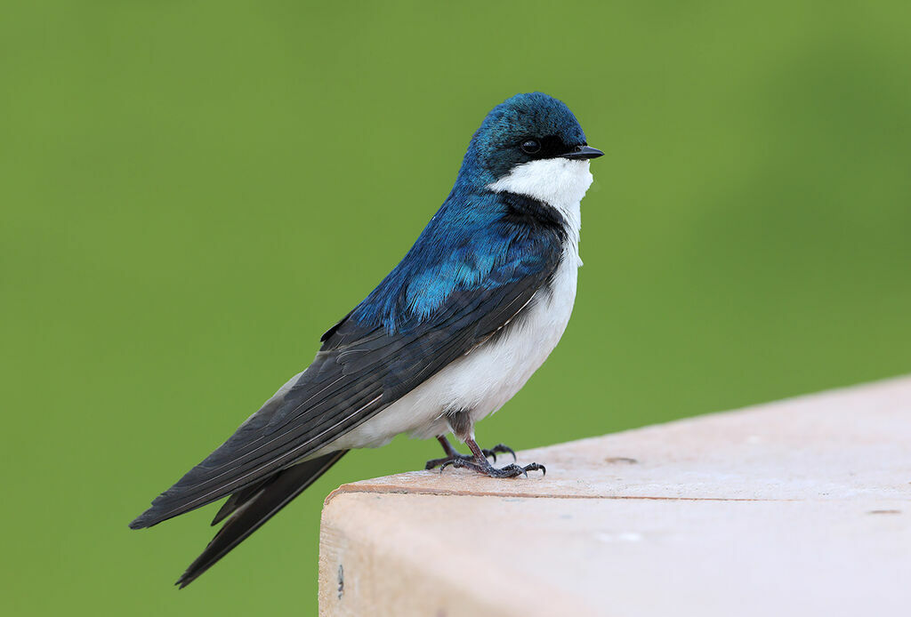 Hirondelle bicoloreadulte, identification