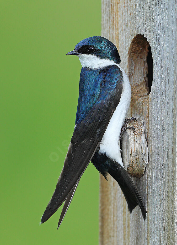 Hirondelle bicoloreadulte nuptial, identification, Nidification