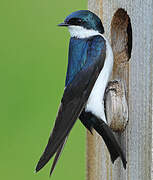 Tree Swallow