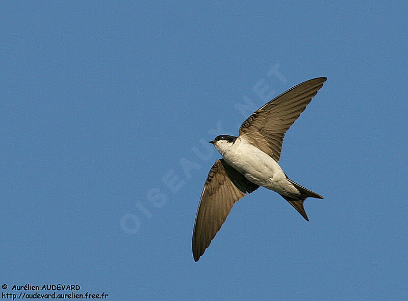 Western House Martin